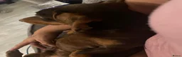 Miniature Dachshund dogs for sale: Chocolate and tan miniature dachshund - Advert 3