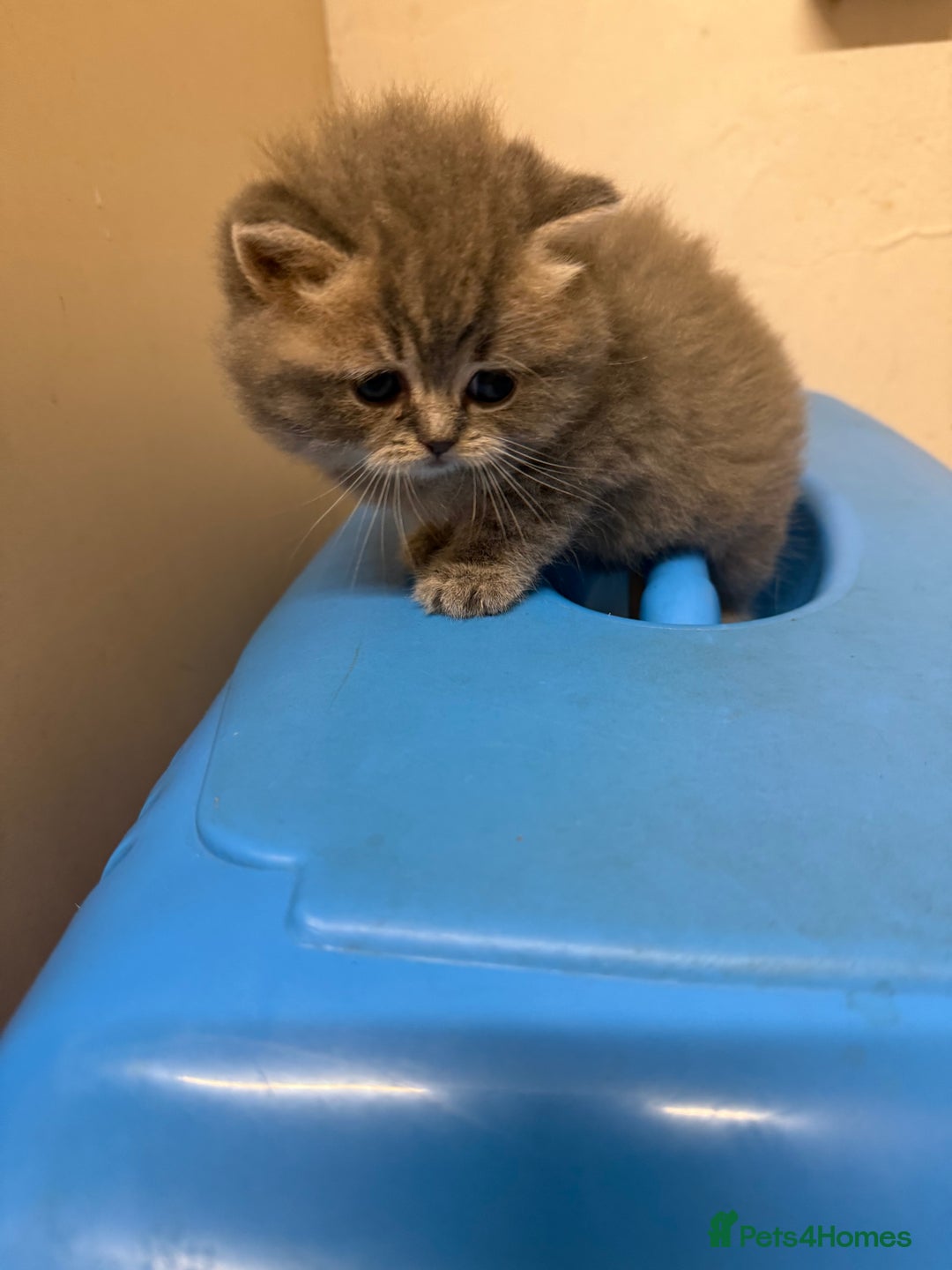 Scottish Fold cats for sale: Scottish fold&straight kittens ready for reservati - Advert 3