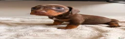 Dachshund dogs for sale: Sausage puppies  in Rotherham - Advert 3