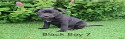 Staffordshire Bull Terrier dogs for sale: Classic Staffordshire Bull Terrier Puppies  - Advert 11