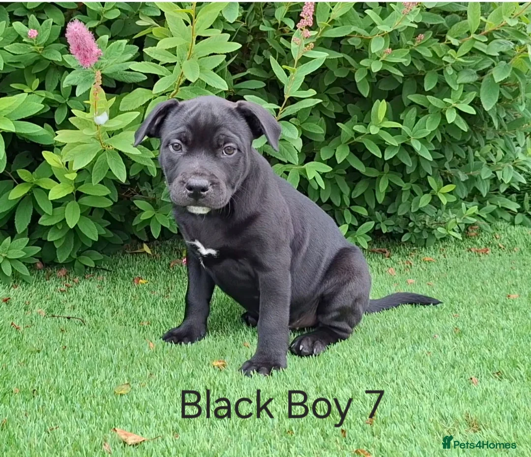 Staffordshire Bull Terrier dogs for sale: Classic Staffordshire Bull Terrier Puppies  - Advert 11