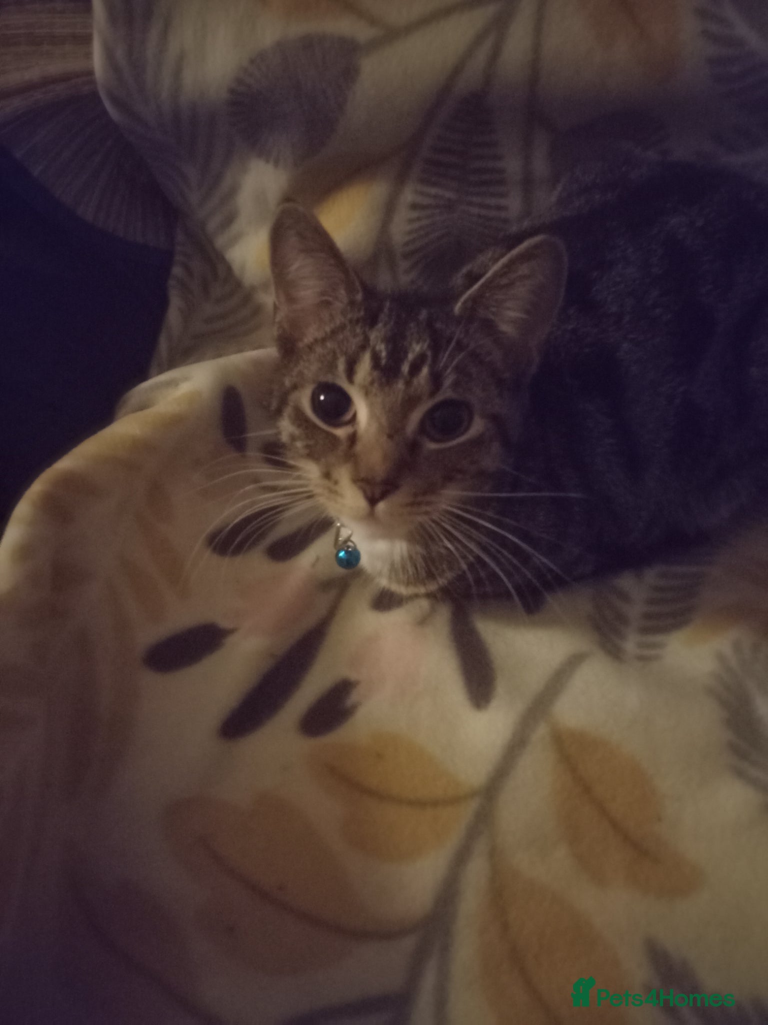Mixed Breed cats 2boys & 2girls - Advert 5