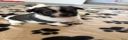 Mixed Breed dogs for sale: Tiny cute fluffy Shih Tzu x jack Russell puppies  - Advert 14