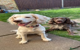 Cocker Spaniel dogs for sale: Cocker Spaniel Puppies - Image 1