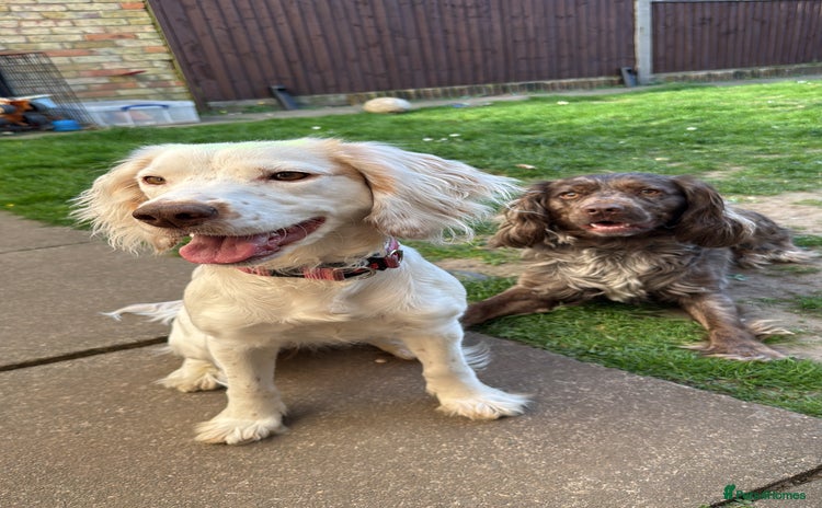 Cocker Spaniel dogs - Advert 12