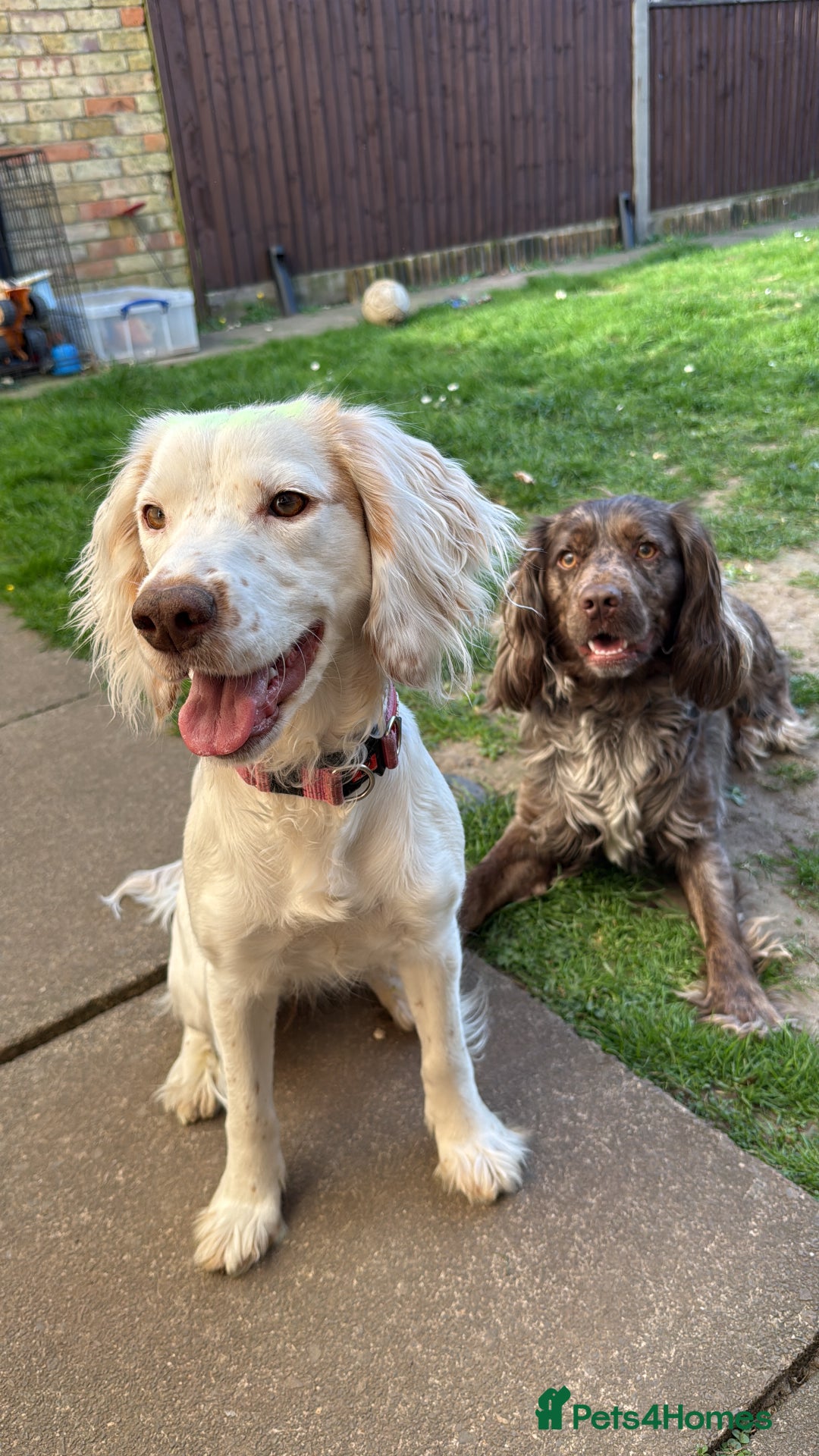 Cocker Spaniel dogs for sale: Cocker Spaniel Puppies - Image 1