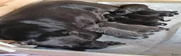 Staffordshire Bull Terrier dogs for sale: New staffy litter in Doncaster - Advert 8