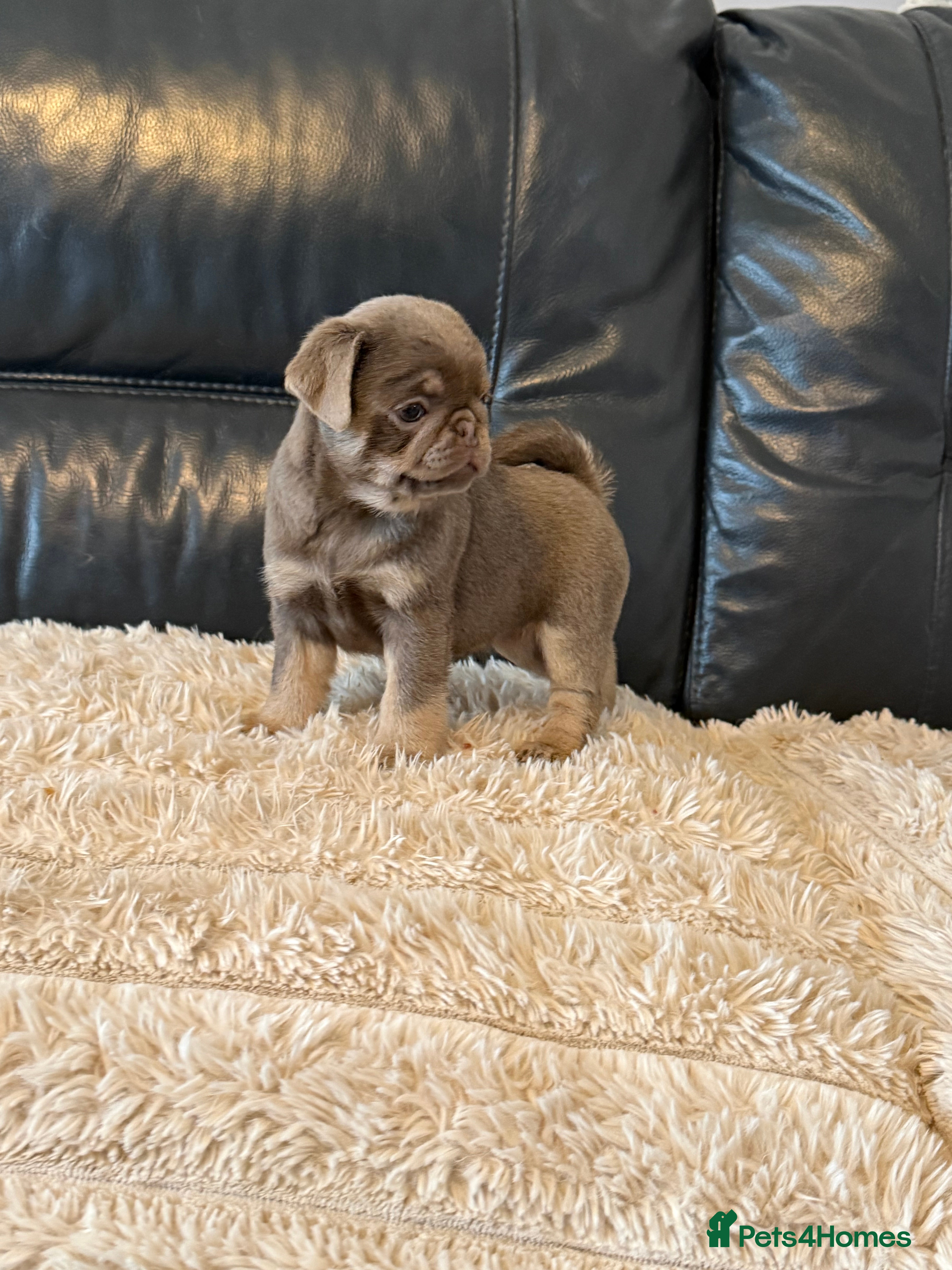 Pug dogs for sale: Kc lilac and chocolate pugs 5 star licensed  - Advert 2