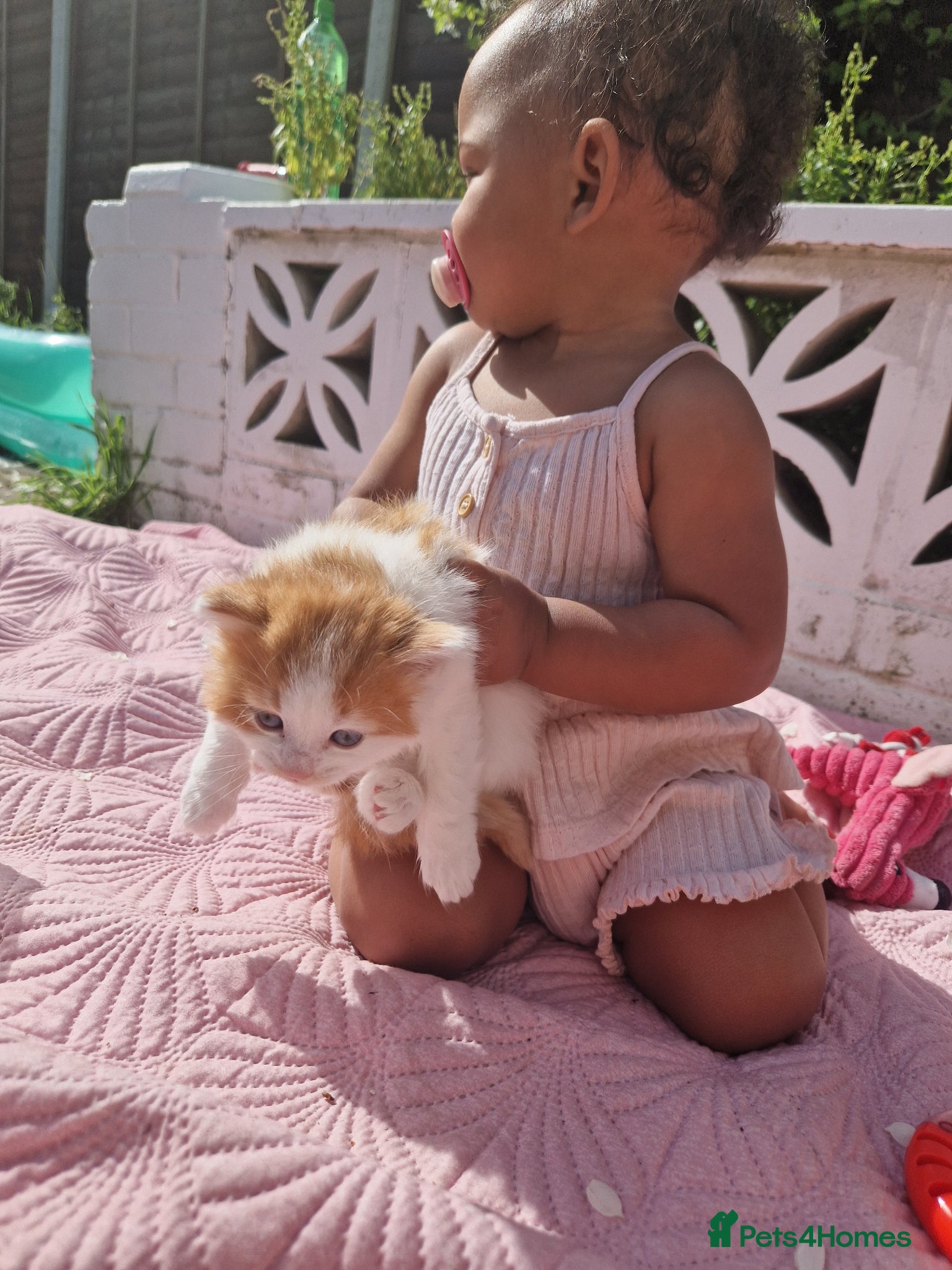 Mixed Breed cats BeAuTiFuL fluffy kittens - Advert 11