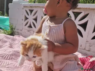 Mixed Breed cats BeAuTiFuL fluffy kittens - Advert 18