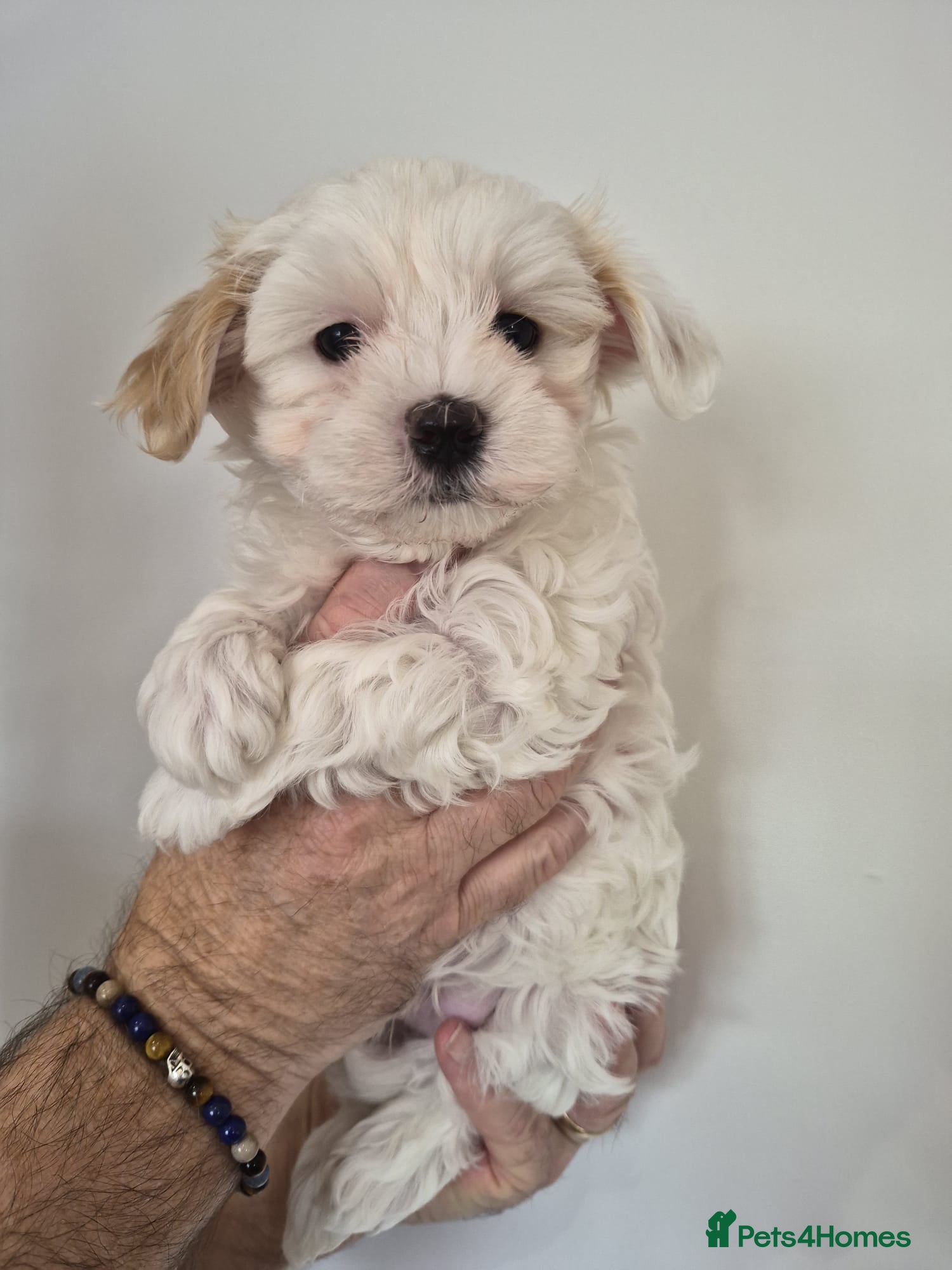 Maltipoo dogs Tiny Korean Multipoos - Advert 1