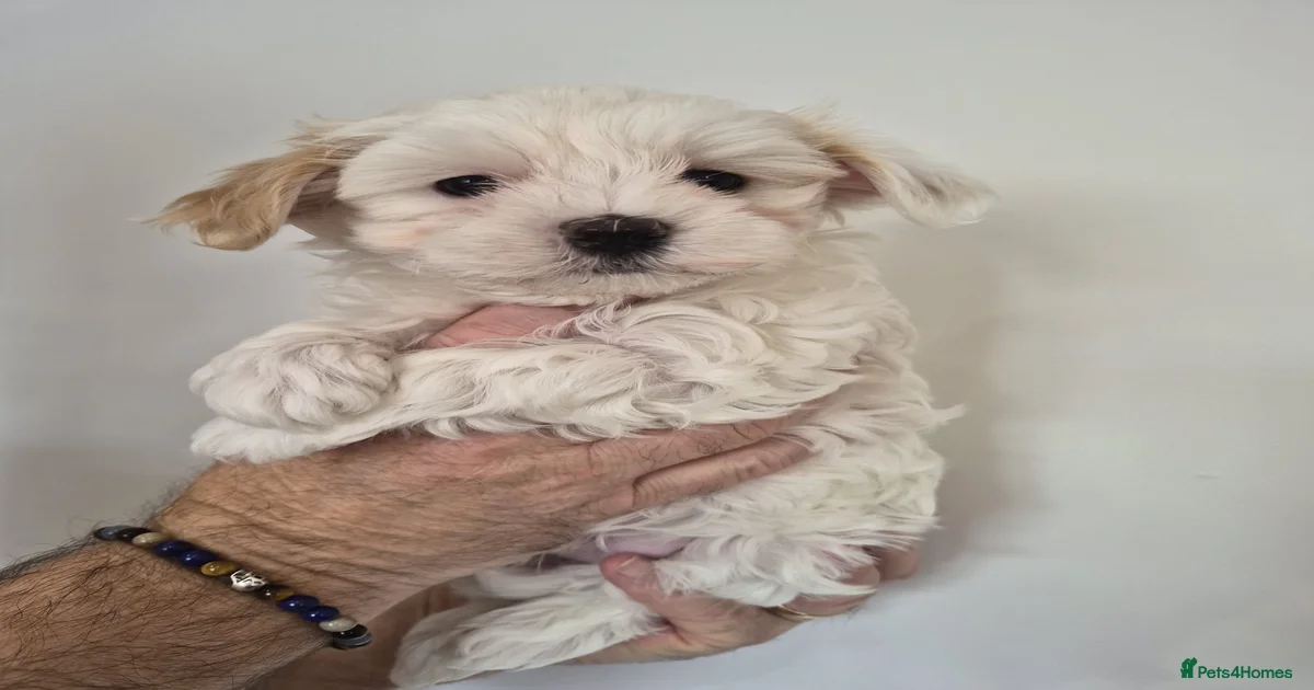 maltipoo-maltipoo-puppies-for-sale-pets4homes
