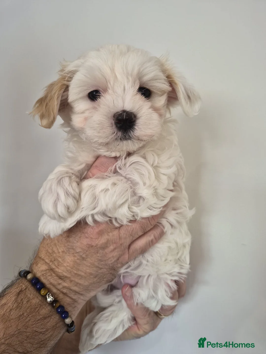 Maltipoo dogs for sale: Tiny Korean Multipoos in Beverley - Advert 1