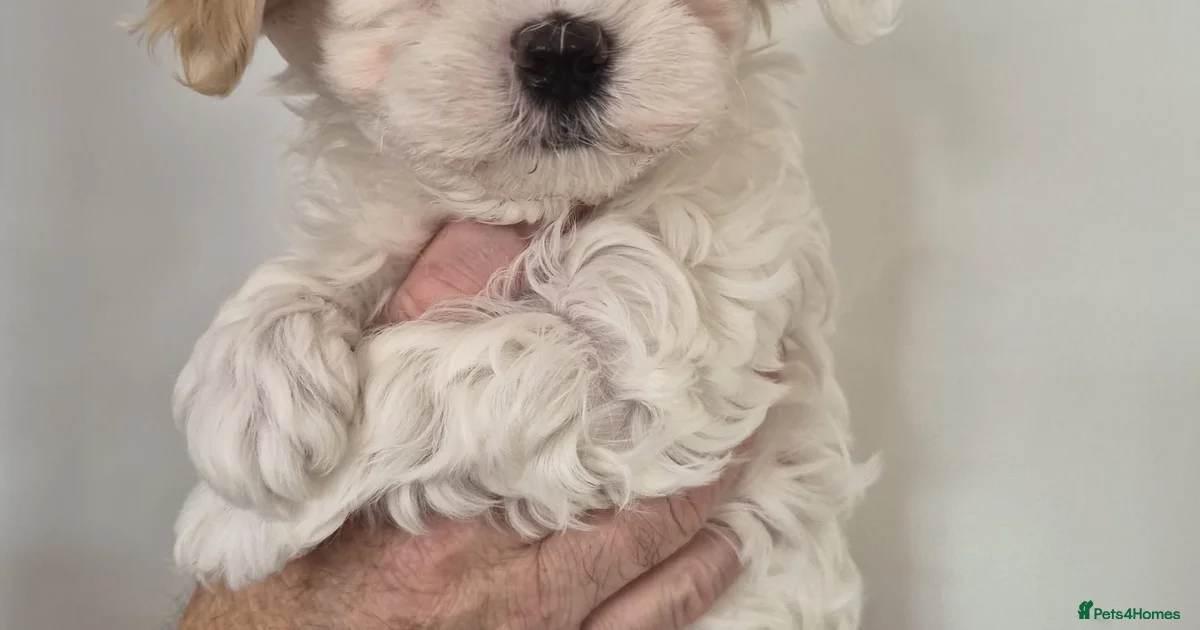 Maltipoo Maltipoo Puppies For Sale Pets4Homes maltipoo-maltipoo-puppies-for-sale-pets4homes