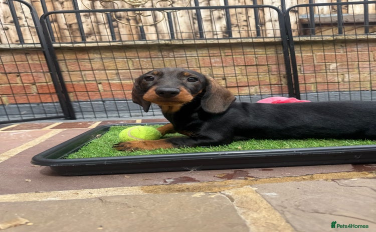 Dachshund dogs in Saltburn-by-the-Sea - Advert 1
