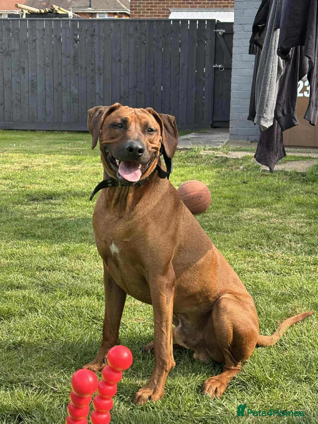 Rhodesian Ridgeback dogs for sale: Rhodesian Ridgeback Adult male in Middlesbrough - Advert 2