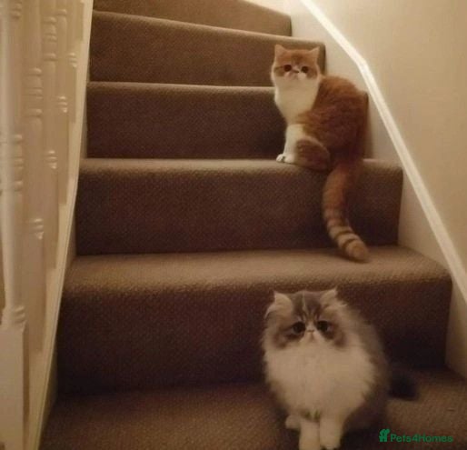 Persian cats 🐾 Beautiful Persian Kittens 🐾 - Advert 2