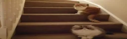 Persian cats for sale: 🐾 Beautiful Persian Kittens 🐾 - Advert 3
