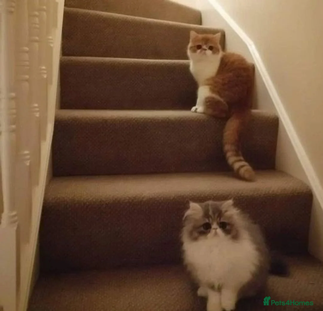 Persian cats for sale: 🐾 Beautiful Persian Kittens 🐾 - Advert 2