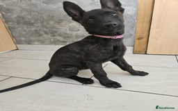 Belgian Shepherd Dog dogs for sale: Dutch Pure Bred Shepherd Puppies  - Image 10