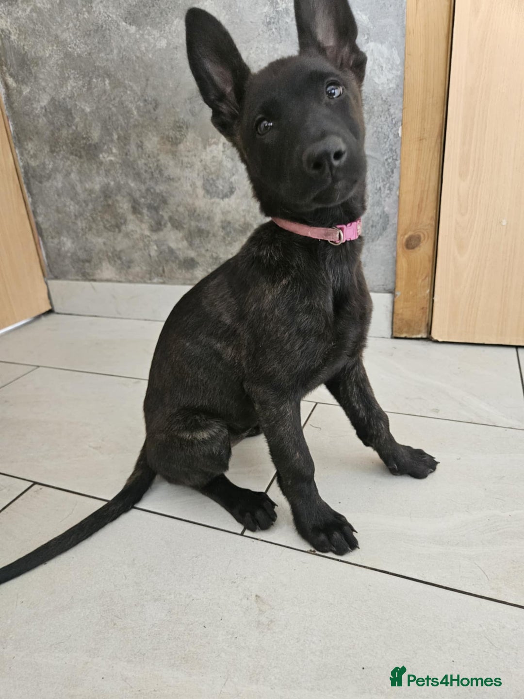 Belgian Shepherd Dog dogs for sale: Dutch Pure Bred Shepherd Puppies  - Image 10