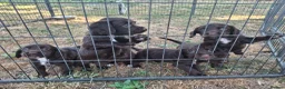 Sprocker dogs for sale: Beautiful Sprocker Spaniel Puppies - Advert 7