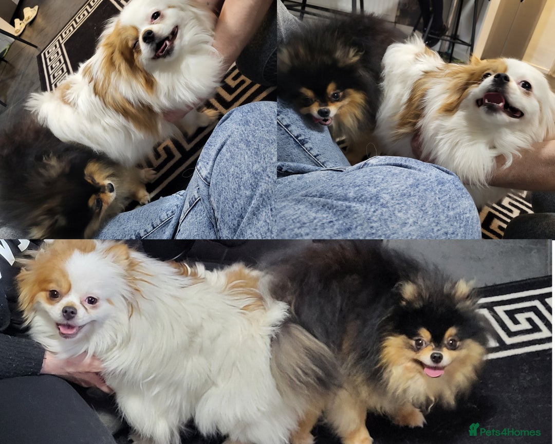 Pomeranian dogs for stud: Kc Pomeranian For Stud Duties - Advert 10