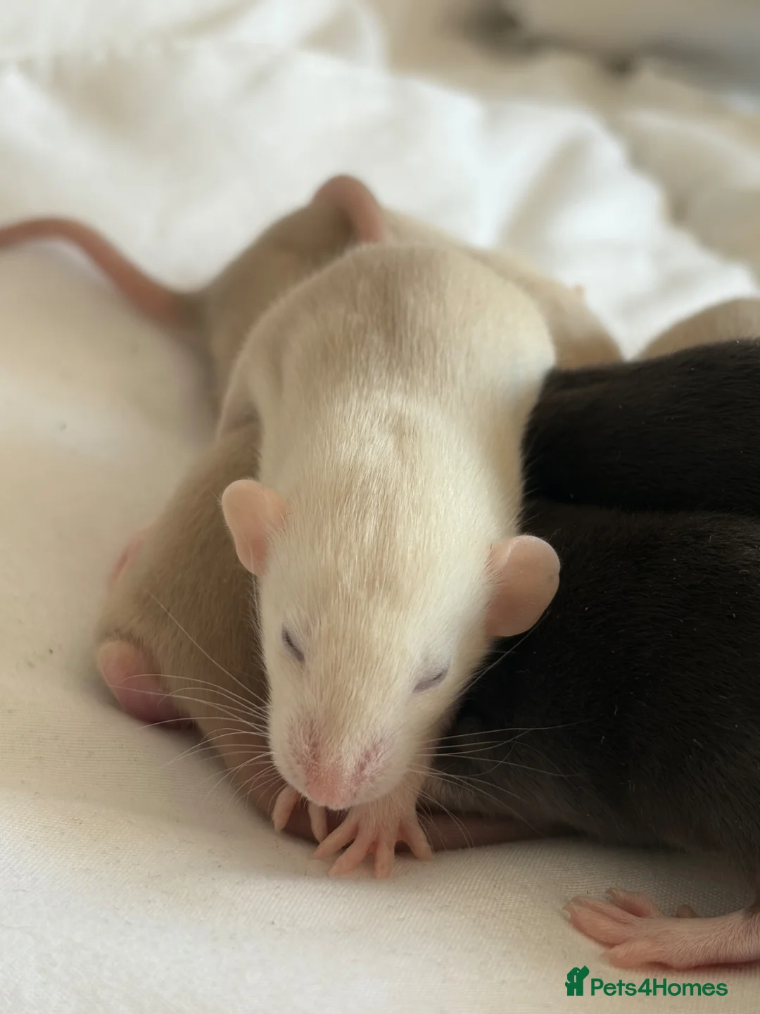 Rat rodents for sale: 13 baby rats in Bracknell - Advert 1