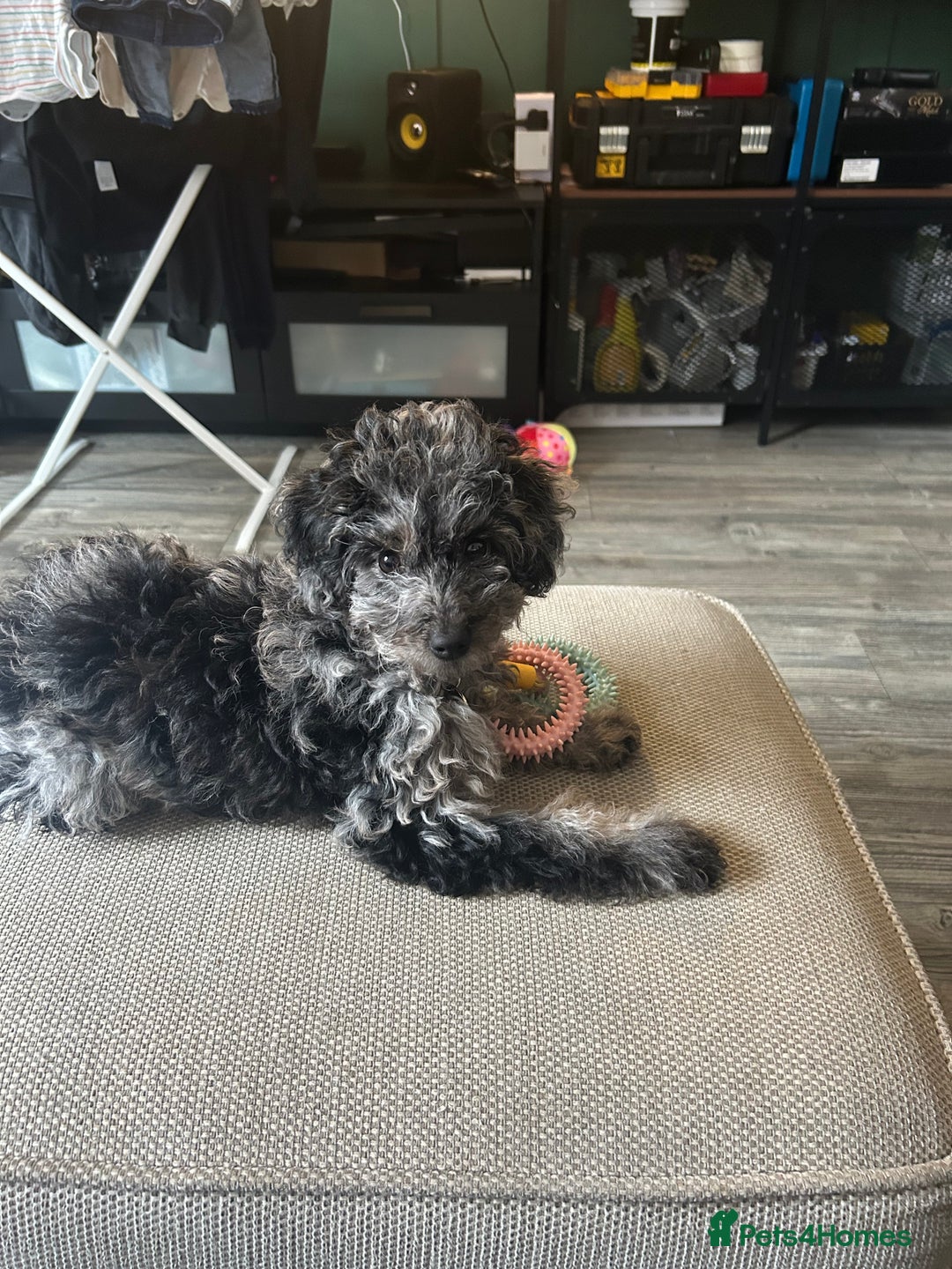 Cockapoo dogs for sale: Merle Cockapoo bitch - Image 1