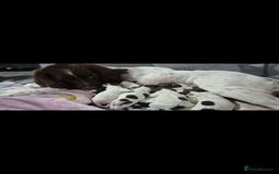 English Springer Spaniel dogs for sale: Beautiful Springer spaniel pups - Image 2
