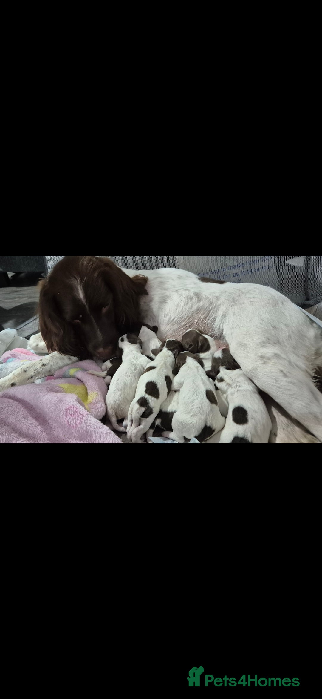 English Springer Spaniel dogs for sale: Beautiful Springer spaniel pups - Image 2