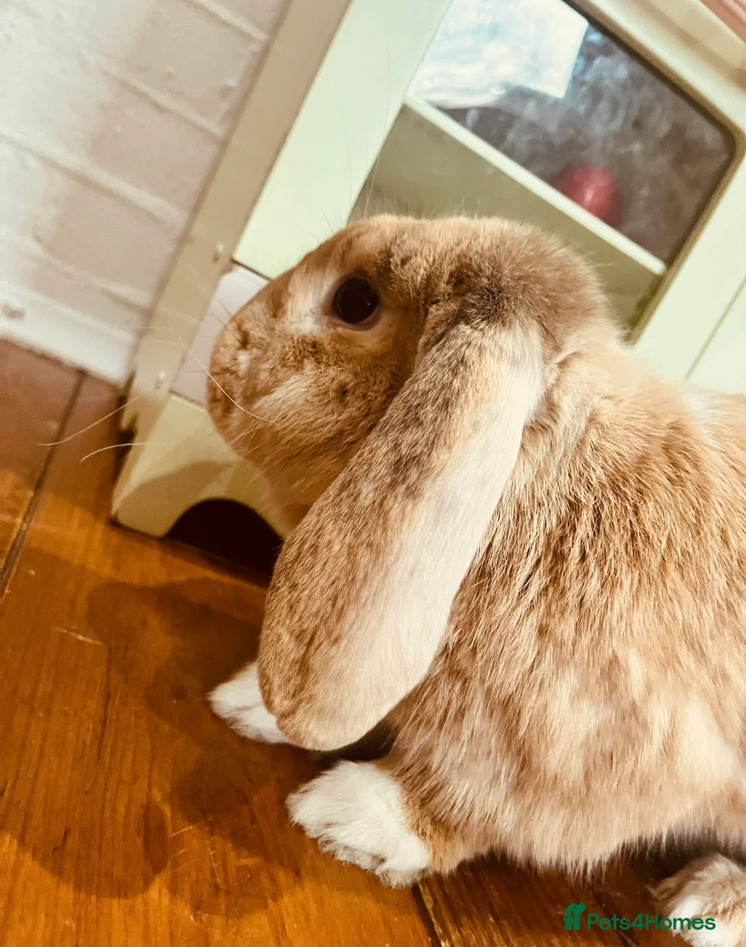 Mixed Breed rabbits for sale: Male rabbit 2 years old to rehome - Advert 1
