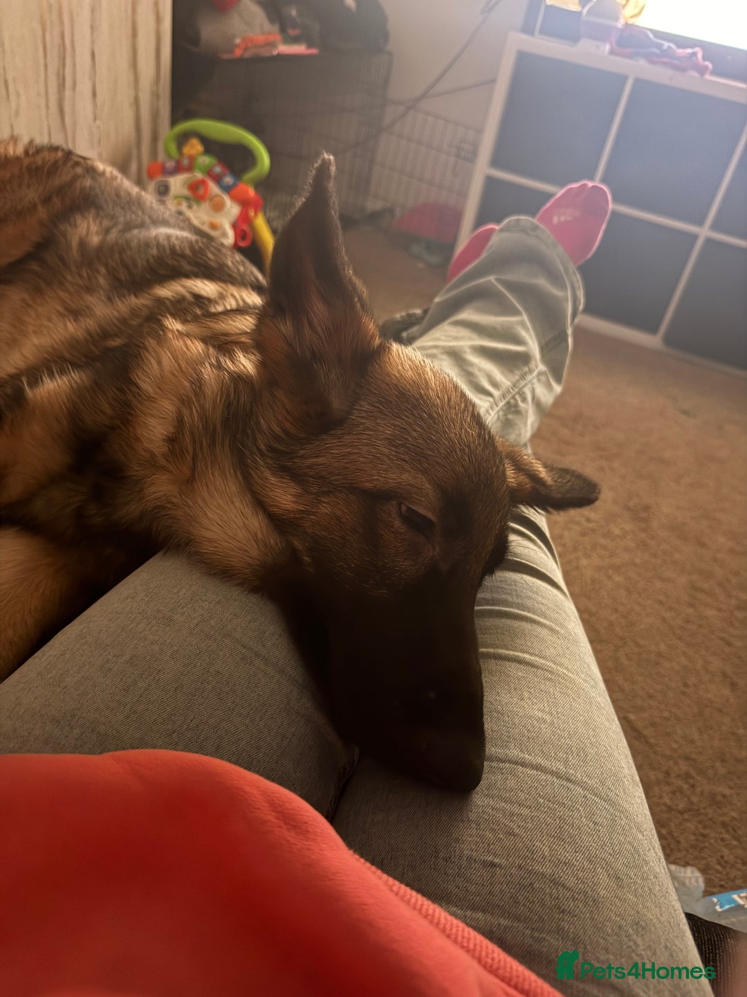 German Shepherd dogs for sale: German shepherd  - Advert 5