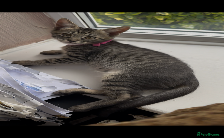 Savannah cats - Advert 6