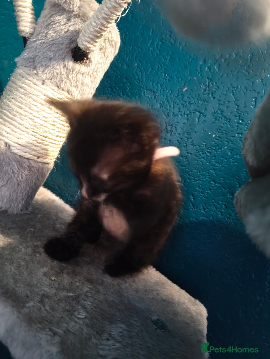 Mixed Breed cats for sale:  3 tortoise shell kittens - Image 7
