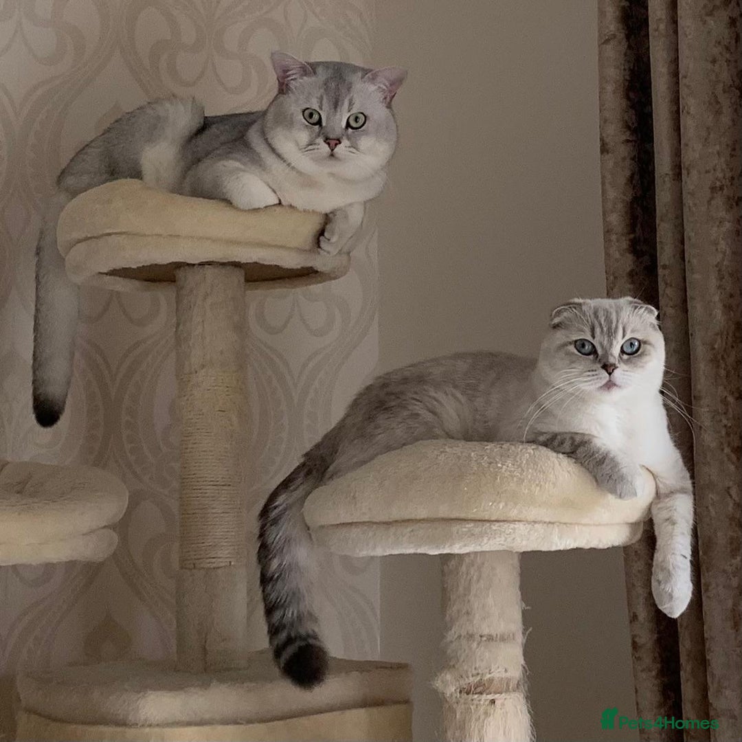 Scottish Fold cats for sale: Scottish Fold and Straight kittens  - Advert 1