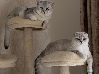 Scottish Fold cats Scottish Fold and Straight kittens - Advert 1