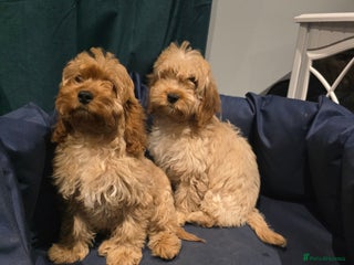 Cockapoo dogs 2 left Adorable cockapoo pups ready to go 🐶 - Advert 8