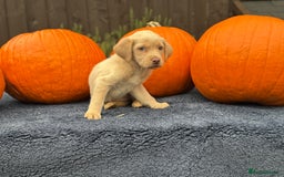 Labrador Retriever dogs for sale: stunning Lab Puppies Rare Colours & Family Raised - Image 26