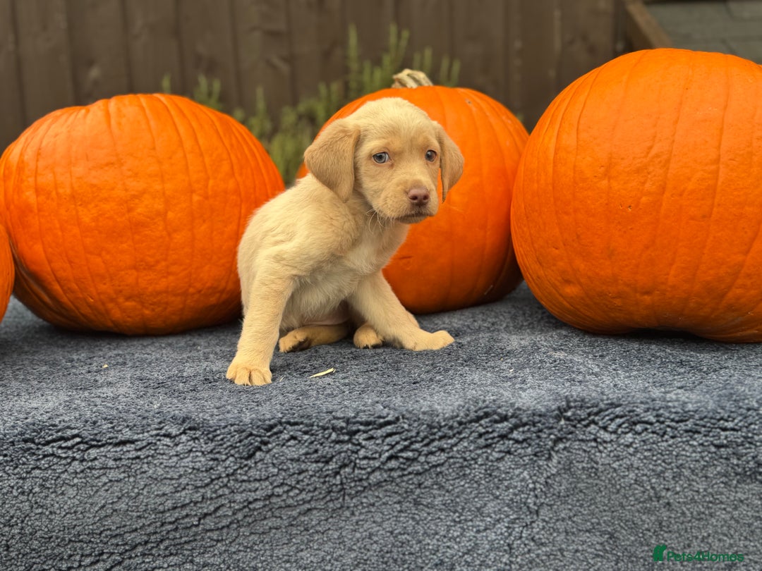 Labrador Retriever dogs for sale: stunning Lab Puppies Rare Colours & Family Raised - Image 26
