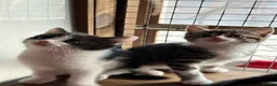 Mixed Breed cats for sale: Beautiful Kittens  - Advert 5
