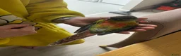 Conures birds for sale: Silly tame sun check conour  in Clacton-on-Sea - Advert 5