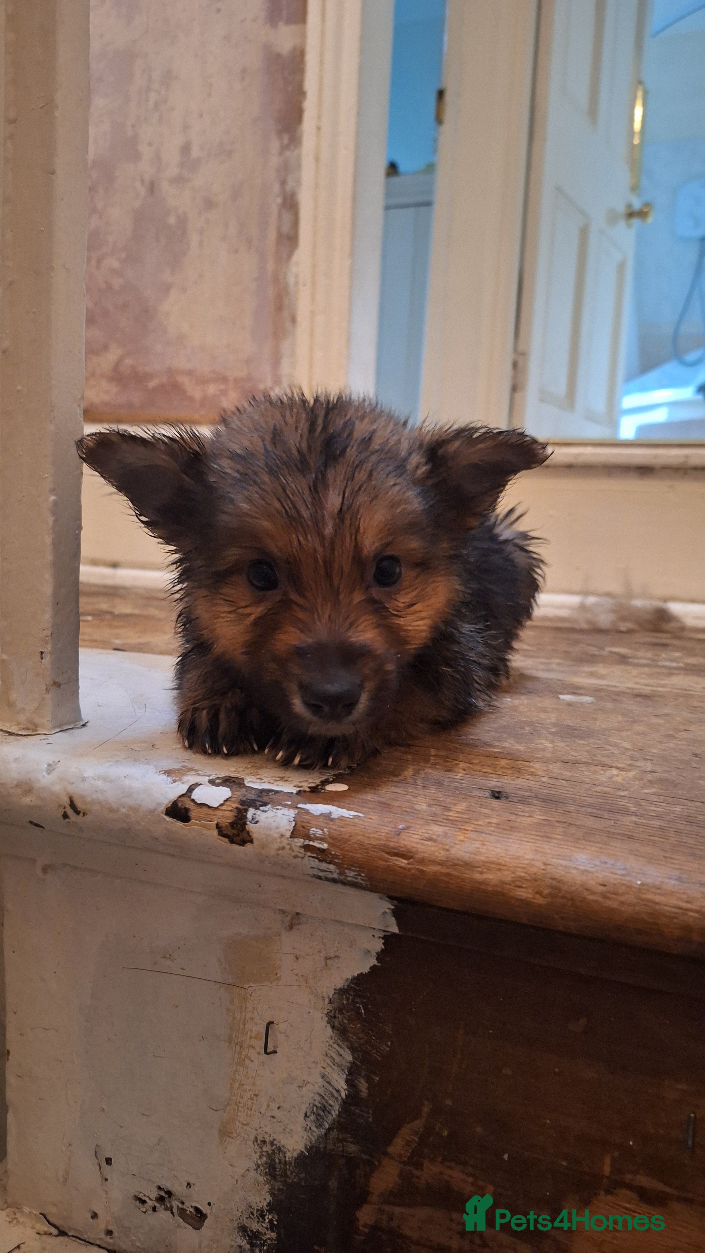 Mixed Breed dogs Shollie Pups - Advert 2