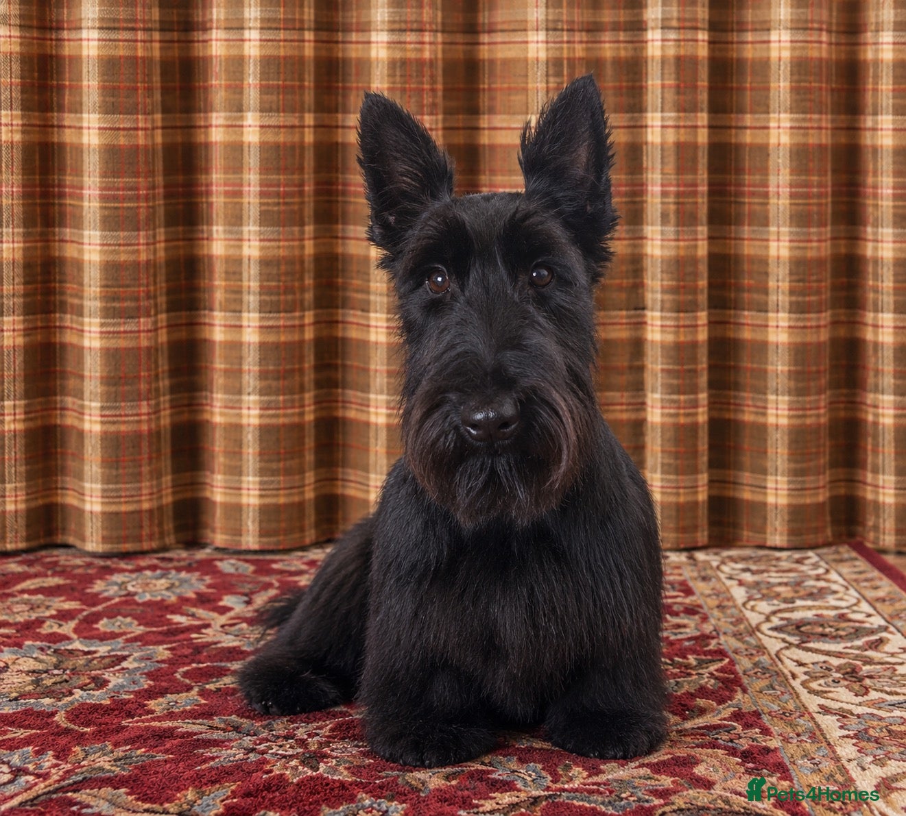 Scottish Terrier dogs for sale: Outstanding Scottish terrier pups parents DNA H Td - Advert 1