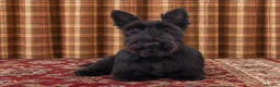 Scottish Terrier dogs for sale: Outstanding Scottish terrier pups parents DNA H Td - Advert 1