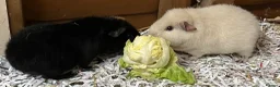 Guinea Pig rodents for sale: Pure bred Teddy girls/sows - Advert 9