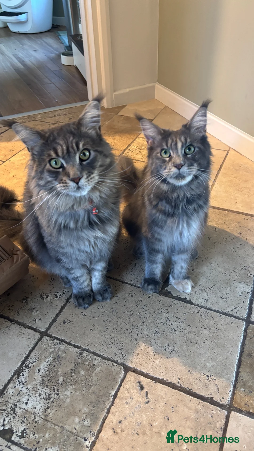 Maine Coon cats for sale: Maine coon kittens Gingers/Grey tabby - Advert 1
