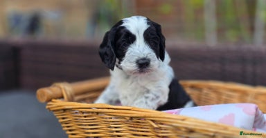 Cockapoo dogs - Advert 1