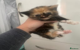 Mixed Breed cats for sale: Kittens - Image 7