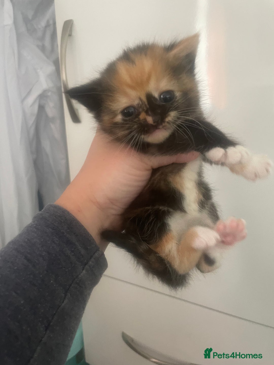 Mixed Breed cats for sale: Kittens - Image 7